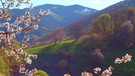 Der Frühling wandert die Berge hinauf: Kirschblüte am Fuß des Kleinen Belchen. | Bild: BR/SWR/Tobias Mennle