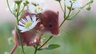 Junge Zwergmaus: Für die Mäusekinder ist es der erste Tag weg von zuhause. Jetzt müssen sie lernen, welche Pflanzen wirklich schmecken. | Bild: BR/SWR/Tobias Mennle