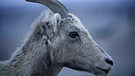 Wildnis Nordamerika: Dickhornschaf | Bild: WDR/Discovery Channel