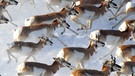 Wildnis Nordamerika: Gabelböcke  | Bild: WDR/WDR/Discovery Channe