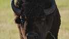 Wildnis Nordamerika: Bison | Bild: WDR/WDR/Discovery Channe
