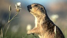 Wildnis Nordamerika: Präriehund | Bild: WDR/WDR/Discovery Channe