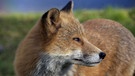 Wildnis Nordamerika: Rotfuchs  | Bild: WDR/WDR/Discovery Channe