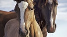 Wildnis Nordamerikas: Mustangs  | Bild: WDR/WDR/Discovery Channel