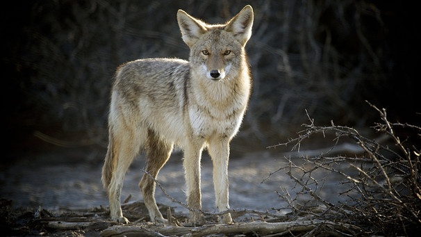 Wildnis Nordamerika: Kojote | Bild: WDR/WDR/Discovery Channel
