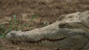 Orinoco-Krokodil Venezuela | Bild: BR/Medienkontor/Roland Wagner