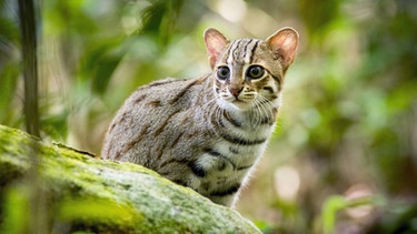 Raubkatzen: Wildkatze  | Bild: BBC NHU/BR/NDR/Vimukthi Weeratunga