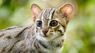 Raubkatzen: Wildkatze  | Bild: BBC NHU/BR/NDR/Vimukthi Weeratunga