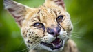 Raubkatzen: Serval | Bild: BBC NHU/BR/NDR/Paul Williams 2017