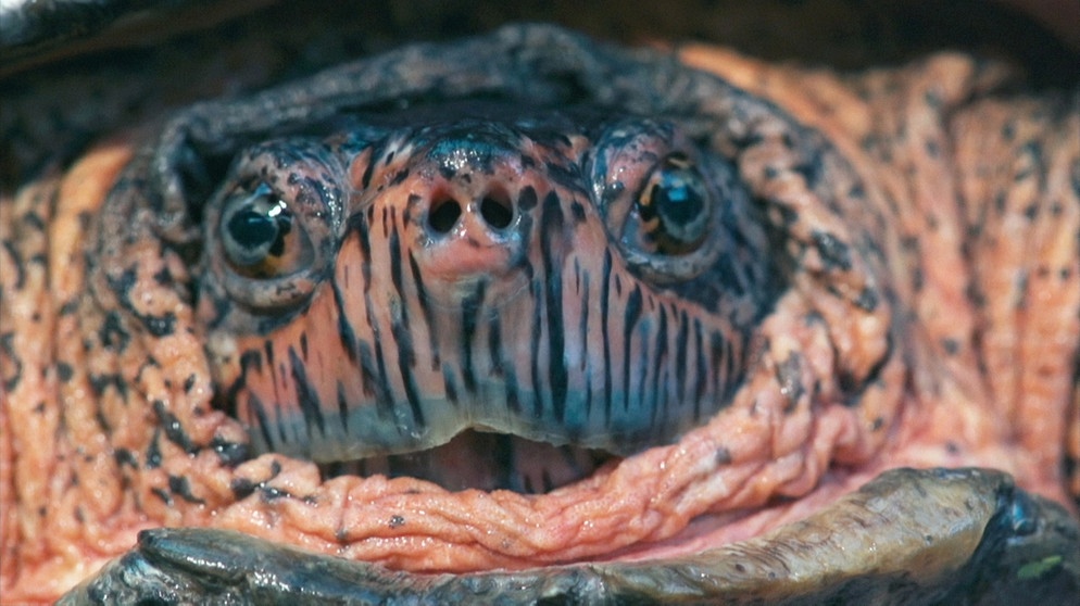 Rothalschildkröte | Bild: BR / Jeremy Hogarth 