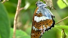 Schmetterling im Wiener Lainzer Tiergarten | Bild: BR/Rilk Film