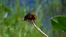 Wildbienen: Schneckenhausmauerbiene | Bild: nautilusfilm