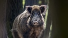 Wilde Slowakei:Wildschwein | Bild: BR/THK nautilusfilm