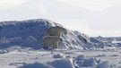 Spitzbergen: Eisbären | Bild: BR/Kai Schubert