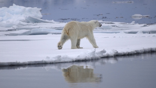 Spitzbergen: Ein Eisbär im Packeis auf Robbensuche. | Bild: BR/Kai Schubert