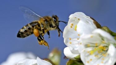 Streuobstwiese: Honigbiene  | Bild: BR/Steffen Sailer