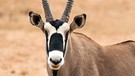 Südafrika: Oryx-Antilope | Bild: BR/Doclights GmbH/NDR/Michael Riegler