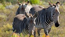 Südafrika: Zebras  | Bild: BR/doclights/NDR/Michael Riegler