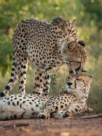 Südafrika: Geparden  | Bild: BR/doclights/NDR/Michael Riegler