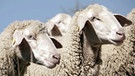 Schwäbische Alb: Schafe | Bild: SWR/Klaus Weißmann
