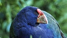 Laufvögel: Takahe-Ralle | Bild: WDR/BR/Angelika Sigl 