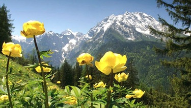 Trollblumenwiese im Nationalpark Berchtesgaden | Bild: BR/nautilusfilm