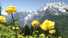 Trollblumenwiese im Nationalpark Berchtesgaden | Bild: BR/nautilusfilm