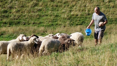 Im Sommer bringt der Schäfer einen Teil seiner Herde auf die Allgäuer Linkersalpe bei Oberstdorf.   Einmal im Monat schaut er dort nach seinen Tieren.  | Bild: BR /Angelika Vogel