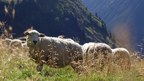 Frische Kräuterwiesen, gute Luft und viel Bewegung. Das Leben auf der 1800 Meter hoch gelegenen Alpe tut der Gesundheit der Schafe gut. | Bild: BR /Angelika Vogel