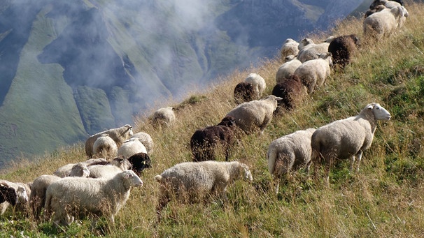 90 Schafe von Schäfer Markus Schnitzler halten im Sommer auf der Linkersalpe die Wiesen frei. Sonst würden sie auf Dauer verbuschen. Die Beweidung mit Tieren in den Bergen hat in Bayern eine lange Tradition. | Bild: BR /Angelika Vogel