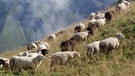 90 Schafe von Schäfer Markus Schnitzler halten im Sommer auf der Linkersalpe die Wiesen frei. Sonst würden sie auf Dauer verbuschen. Die Beweidung mit Tieren in den Bergen hat in Bayern eine lange Tradition. | Bild: BR /Angelika Vogel