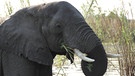 Victoria-Fälle: Fluss-Elefant | Bild: BR/Udo Zimmermann
