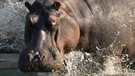 Victoria-Fälle: Flusspferd | Bild: BR/Udo Zimmermann