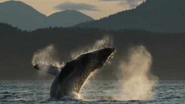 Walforschung in Kanada | Bild: BR/Roland Gockel