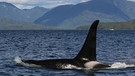 Ein Orca in einer Meerenge vor der Insel Gil Island in Kanada | Bild: BR/Roland Gockel