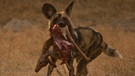 Zwei afrikanische Wildhunde | Bild: BR
