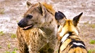 Eine Hyäne und ein Wildhund | Bild: BR