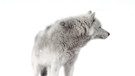 Kanadas Tierwelt: Wolf | Bild: BR/Brian Leith Productions/WDR/Ben Wallis
