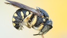Wildbienen: Wollbiene | Bild: S. Gaspari