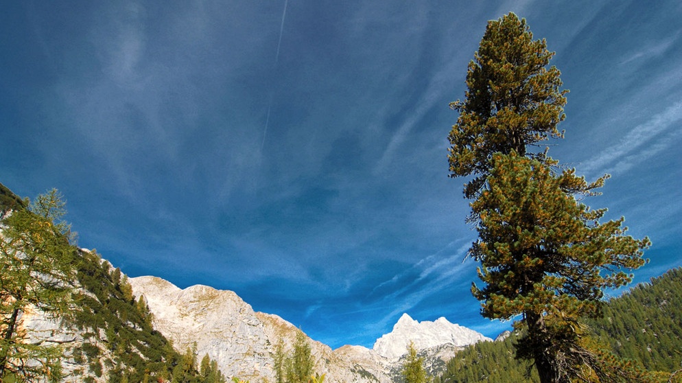 Zirbe im Nationalpark Berchtesgaden | Bild: BR/nautilusfilm