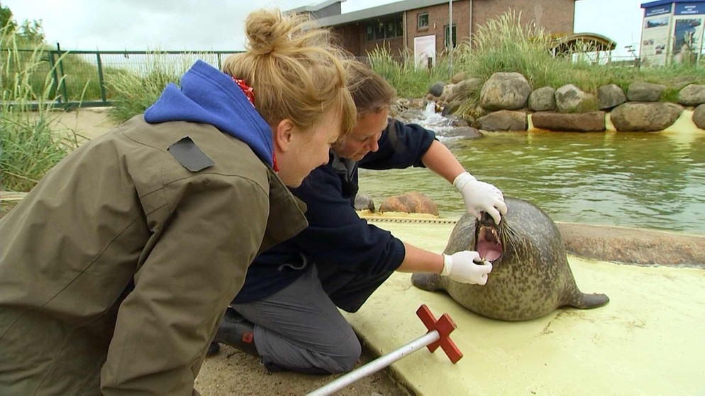 Eine Sandbank voller Robben/In der Seehundstation Friedrichskoog werden alle Tiere genau untersucht | Bild: TEXT + BILD Medienproduktion