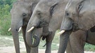 Wie versteckt sich ein Elefant? | Paula vor Elefant | Bild: BR | Text und Bild Medienproduktion GmbH & Co. KG