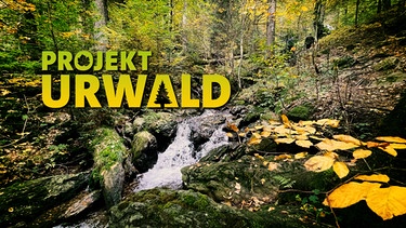 Projekt Urwald - Sendereihenbild | Bild: BR, BR/Patrick Viertl