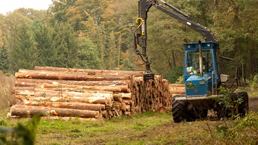 In einem Wald werden Bäume abgeholzt. | Bild: stock.adobe.com/Waldemar Milz
