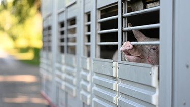 ARCHIV - 02.07.2022, Niedersachsen, --: Schweine warten in einen Anhänger auf den Transport zum Schlachthof. In einem schweinehaltenden Betrieb im Landkreis Emsland ist die Afrikanische Schweinepest (ASP) nachgewiesen worden. (zu dpa: «Nach Ausbruch der Afrikanischen Schweinepest sind Fragen offen») Foto: Lars Klemmer/dpa +++ dpa-Bildfunk +++ | Bild: dpa-Bildfunk/Lars Klemmer
