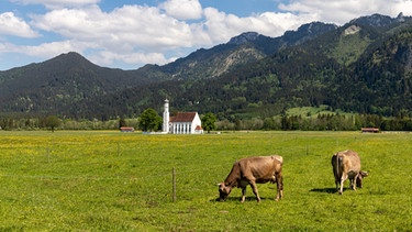 Allgäuer Braunvieh auf einer Weide im Allgäu, im Hintergrund Sankt Coloman. | Bild: BR/Sylvia Bentele