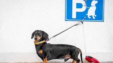 Dackel wartet angeleint vor einer weißen Wand unter einen Parkschild für Hunde. | Bild: stock.adobe.com/Irina