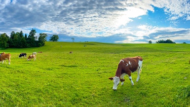 Junge Rinder grasen auf einer Kuhweide. | Bild: stock.adobe.com/Dieter Kenz