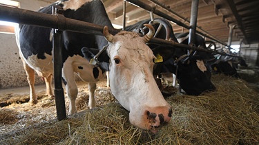 ARCHIV - 28.02.2018, Baden-Württemberg, Freiburg: Kühe stehen angeleint in einem Stall. Die Bundesregierung will die Anbindehaltung bis Anfang nächsten Jahrzehnts verbieten lassen. Das könnte viele Milchbauern zur Geschäftsaufgabe treiben, fürchtet der Genossenschaftsverband. (zu dpa/lby: GVB erwartet schwere Zeiten für Milchbauern») Foto: Patrick Seeger/dpa +++ dpa-Bildfunk +++ | Bild: dpa-Bildfunk/Patrick Seeger