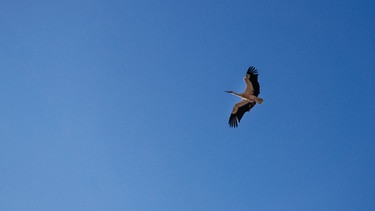 Ein Storch fliegt am Himmel. | Bild: BR/Julia Müller